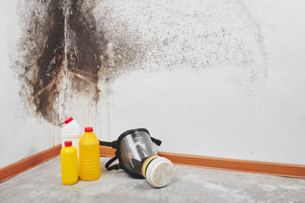 Best Kitchen Mold Remediation in North Sarasota, FL