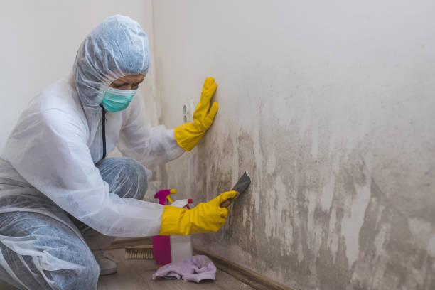 Best Industrial Mold Remediation in North Sarasota, FL
