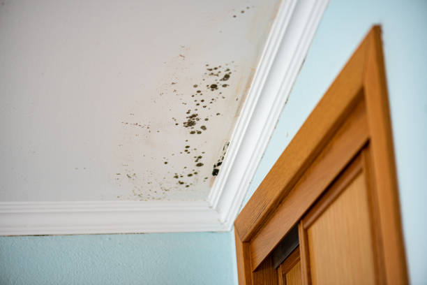 Best Residential Mold Remediation in North Sarasota, FL