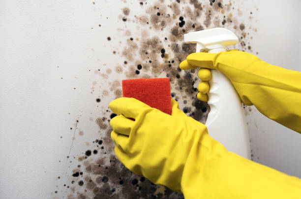 Best Crawl Space Mold Remediation in North Sarasota, FL