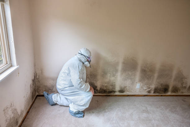 Best DIY Mold Remediation Support Services in North Sarasota, FL